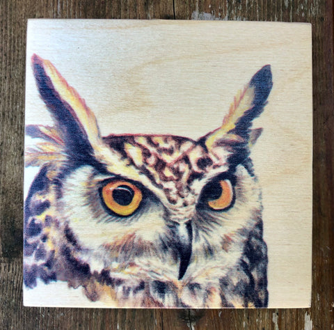 Horned Owl